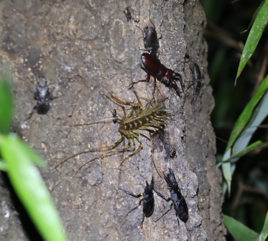 大木クヌギ_目線よりやや下側右寄り_ノコギリクワガタ3♂、コクワガタ3♂、オオゲジ_2021年8月28日19時30分頃 気温28度